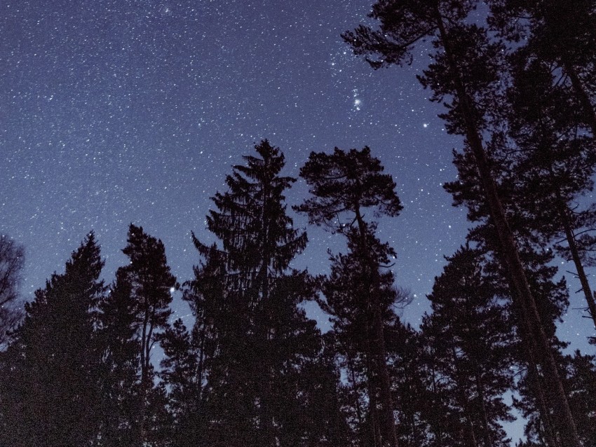 starry sky, stars, trees, night, view from below