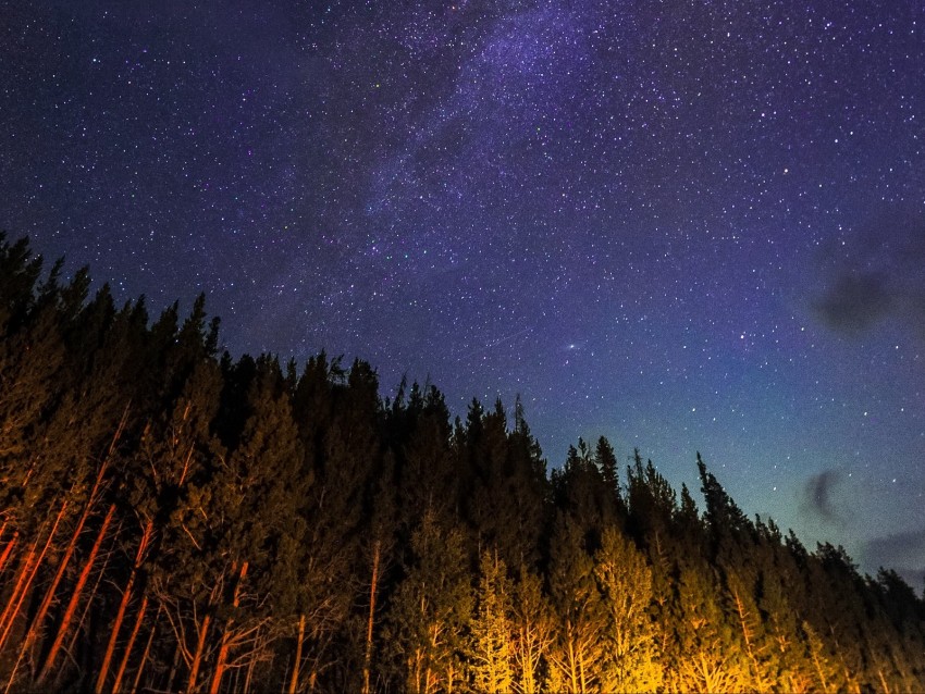 Starry Sky Trees Diagonally Night Stars Sky Background