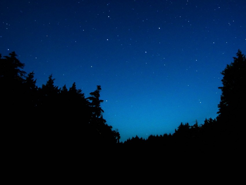 starry sky, trees, night, dark, outlines