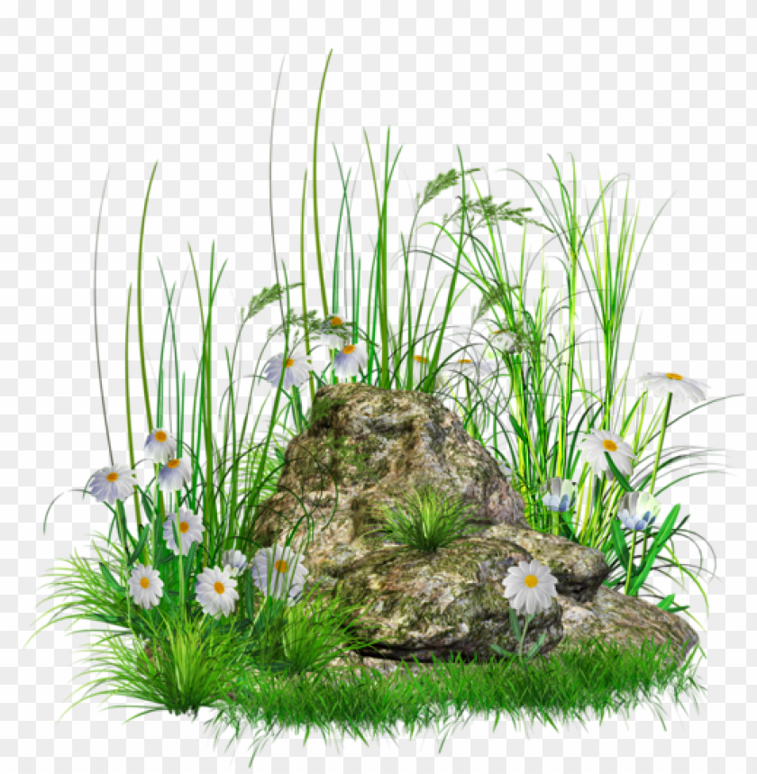 grass ,grounds ,coverings ,herb , grass , weed , pasture 