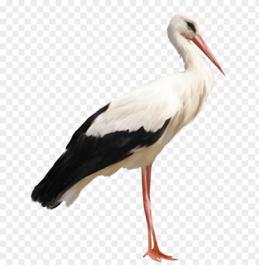 birds png ,bird