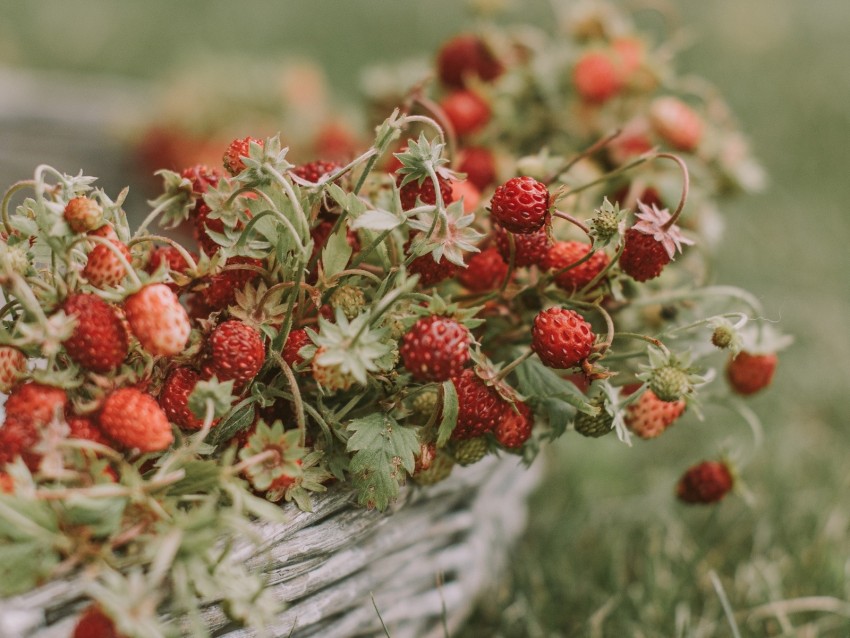 strawberries, berries, basket, ripe, grass