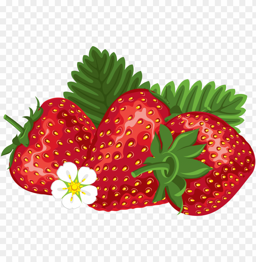 
strawberry
, 
genus fragaria
, 
strawberries
, 
fruit
, 
botanical berry
, 
bright red color
, 
juicy texture
