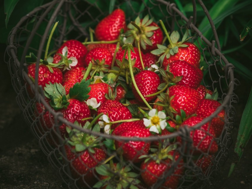 Strawberry Berries Basket Red Fresh Ripe Background