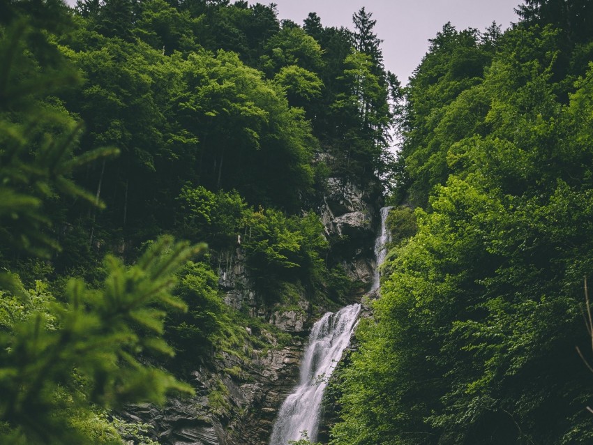 stream, rock, trees, forest, greens, stone