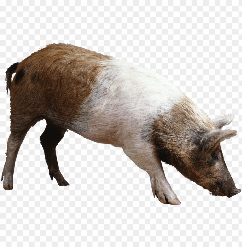 
pig
, 
animal
, 
dirty
, 
pink
, 
friendly
, 
meat
, 
food
