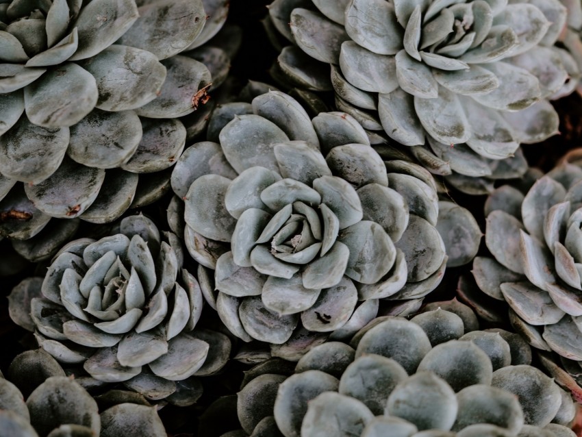 succulents, flowers, plant, petals