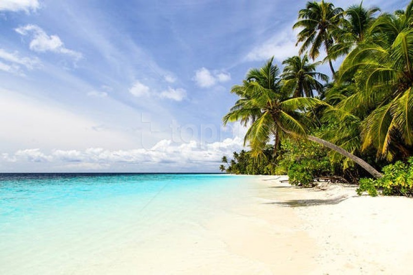 beach, tropical paradise, palm trees, clear water, sandy shore, coastal scenery, blue sky