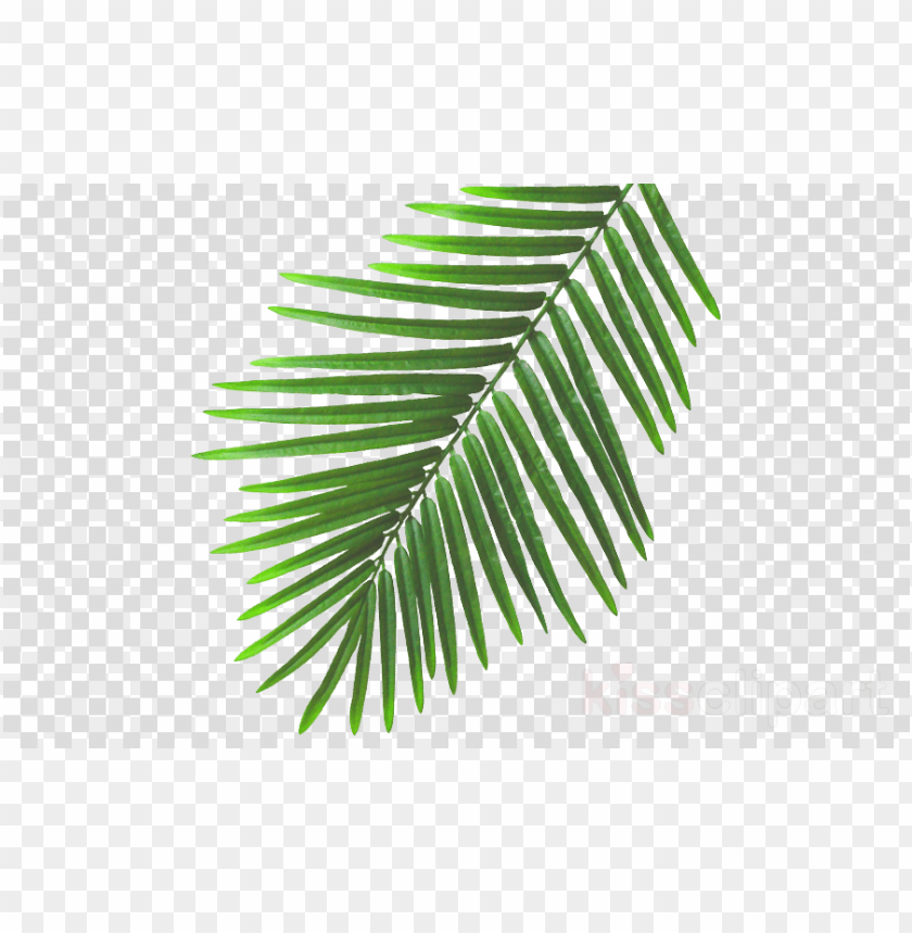 spring, palm tree, painting, tourism, sun clip art, surf, paint