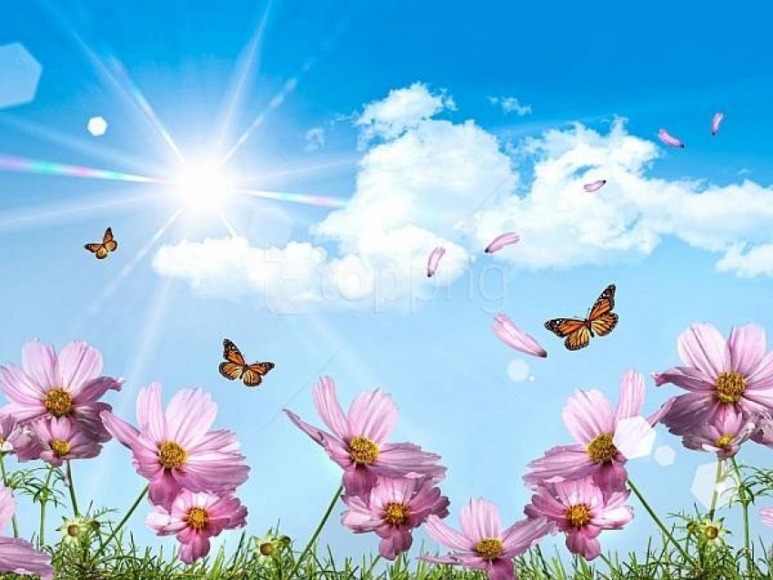 flowers, butterflies, nature, pink petals, sunny sky, blooming garden, floral landscape