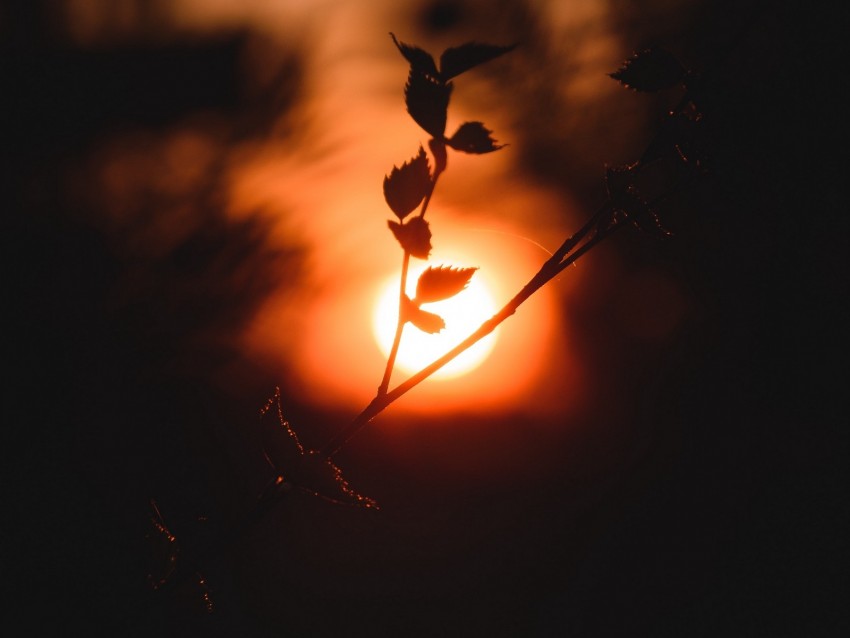 Sun Branch Dark Sunset Twilight Background