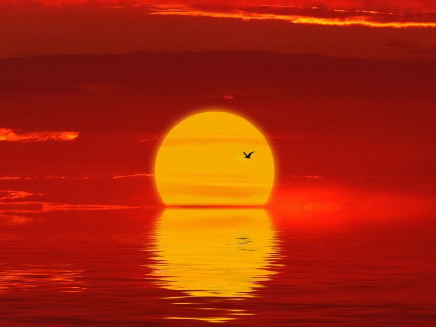 sun, sunset, silhouette, bird, red