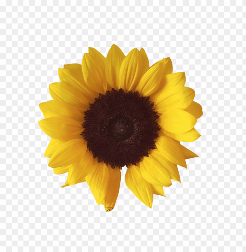 
sunflower
, 
sunflower plant
, 
sunflower oil
, 
yellow sunflower
