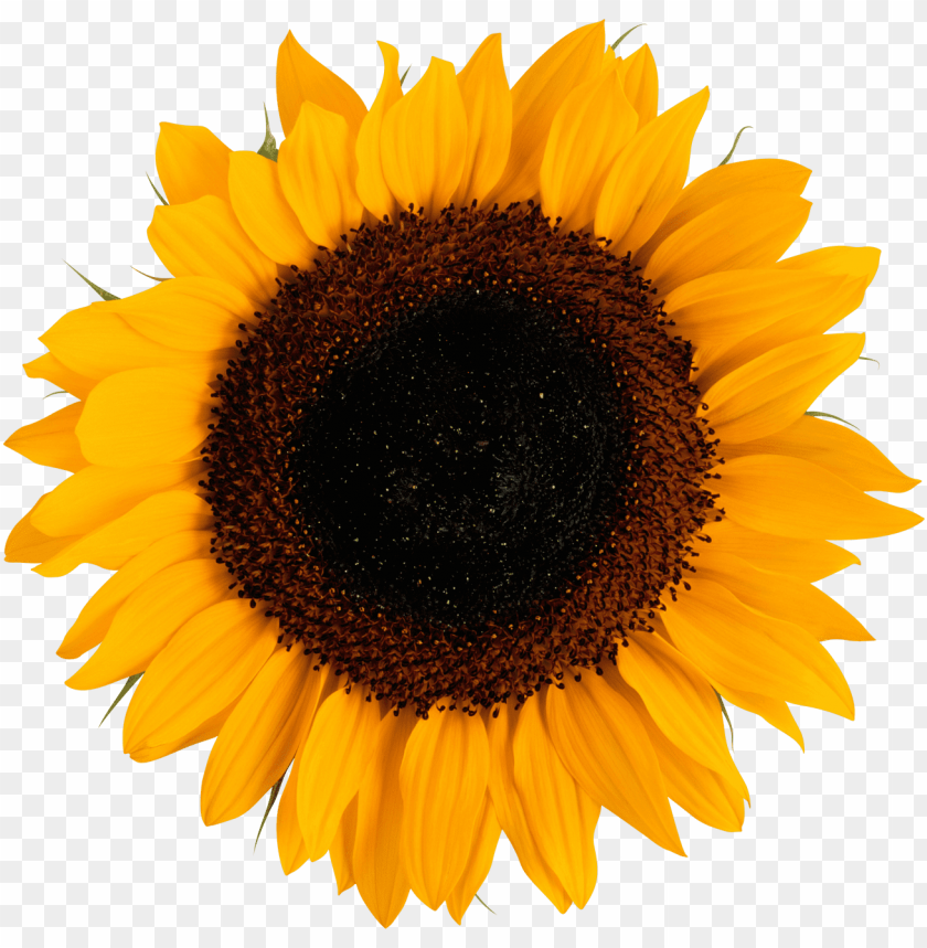 
sunflower
, 
sunflower plant
, 
sunflower oil
, 
yellow sunflower
