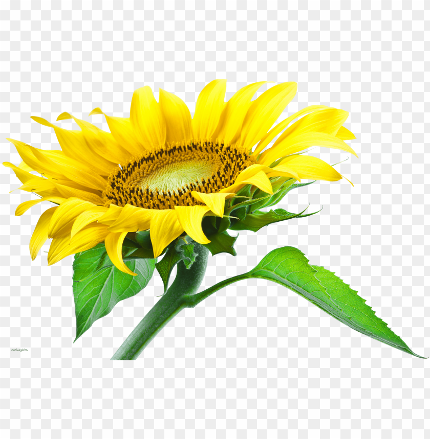 
sunflower
, 
sunflower plant
, 
sunflower oil
, 
yellow sunflower
