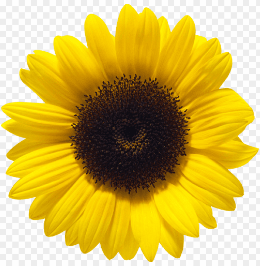 flowers, sunflowers, gardening tips, flower arrangements, pollinator plants