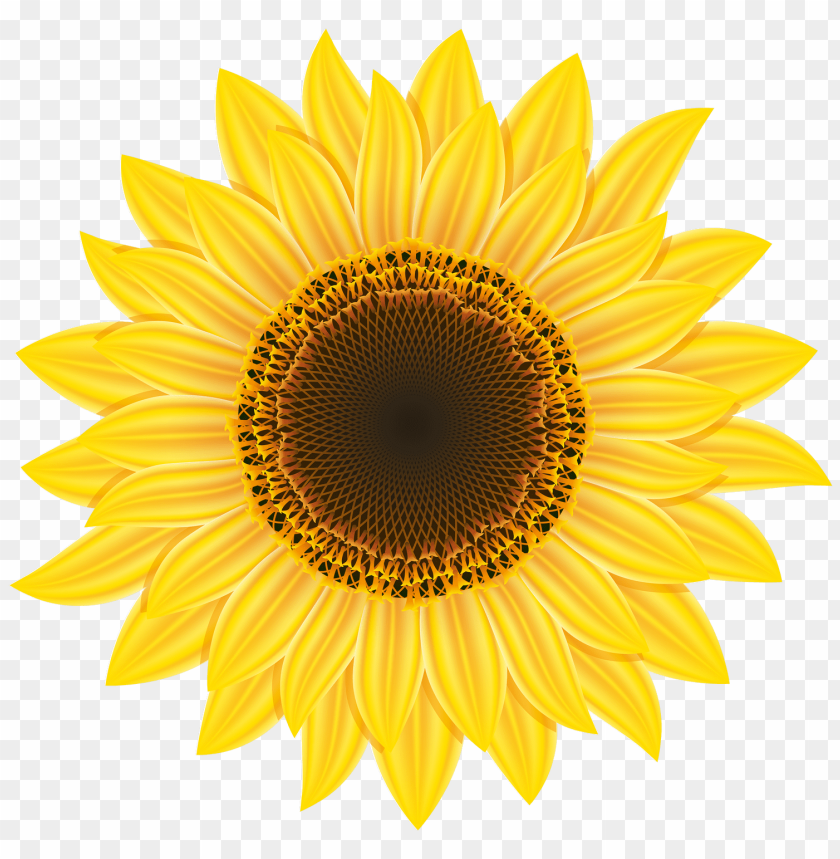 
sunflower
, 
sunflower plant
, 
sunflower oil
, 
yellow sunflower
