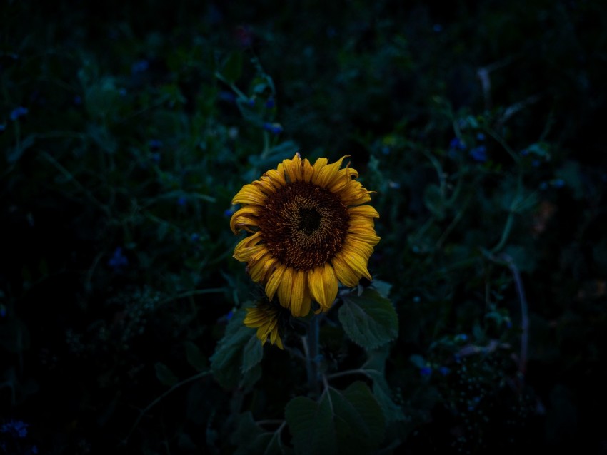 Sunflower Blooms Field Yellow Dark Background