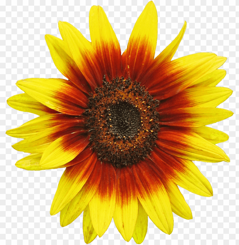 sunflower, yellow flower, red flower, nature, petals, floral decoration, garden bloom