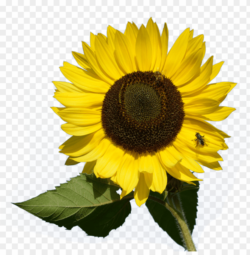 sunflower clipart png, clipart,sunflower,png