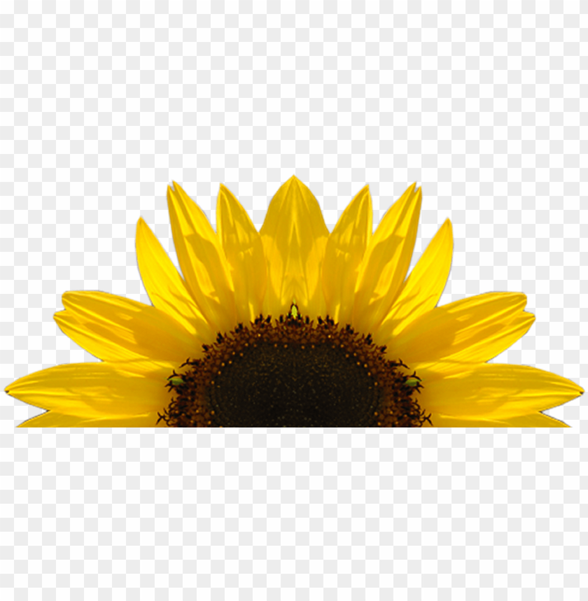 sunflower, yellow flower, nature, plant, seeds, garden, botanical