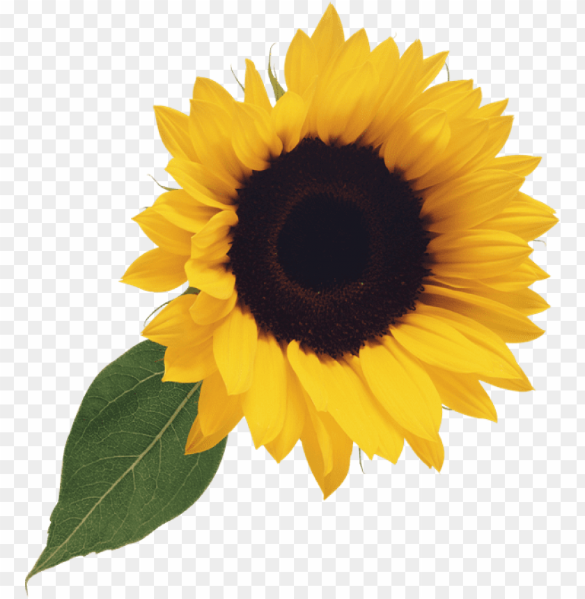 sunflower clipart png, clipart,sunflower,png