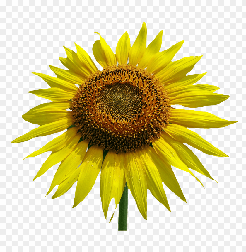 Close-up of a vibrant sunflower on a transparent background