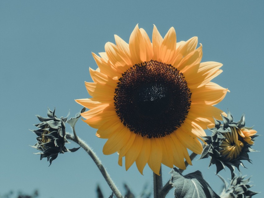 sunflower, flower, bloom, petals