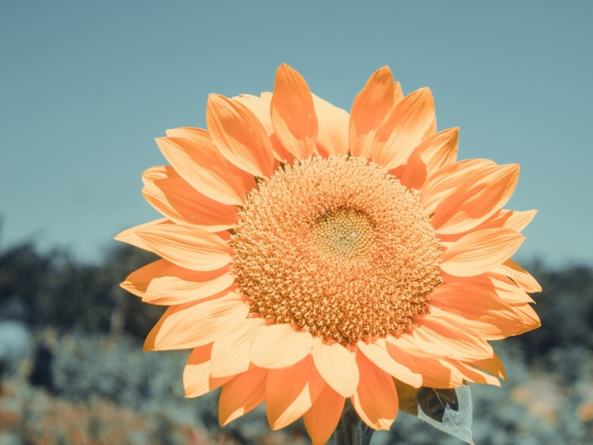 Sunflower Flower Petals Yellow Background