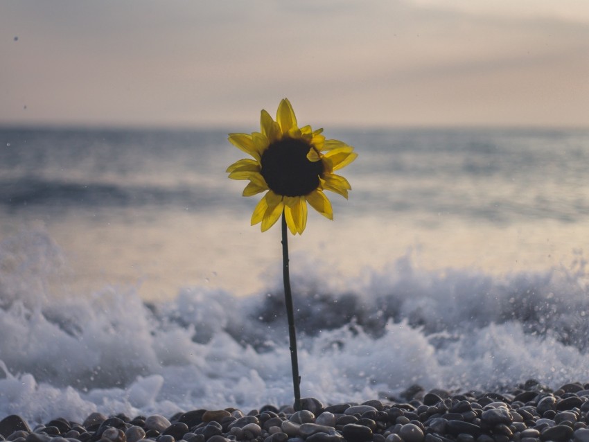 Sunflower Flower Sea Stones Waves Surf Background