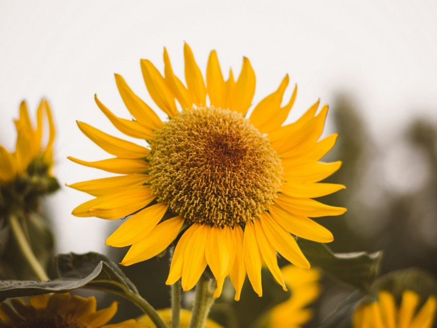 Sunflower Flower Yellow Bloom Plant Background