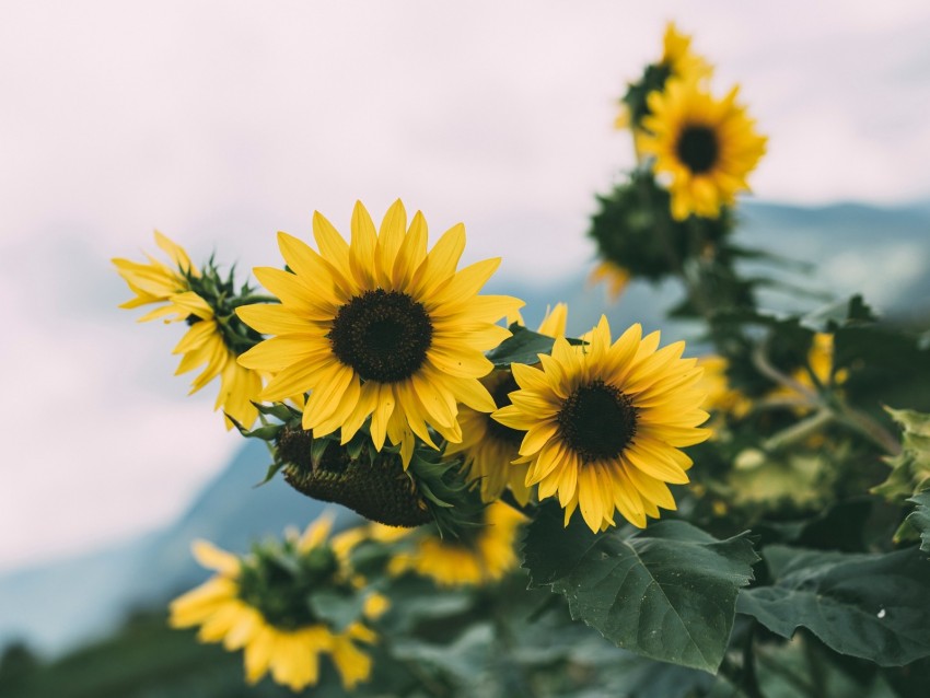 Sunflower Flowers Yellow Bloom Plant Background