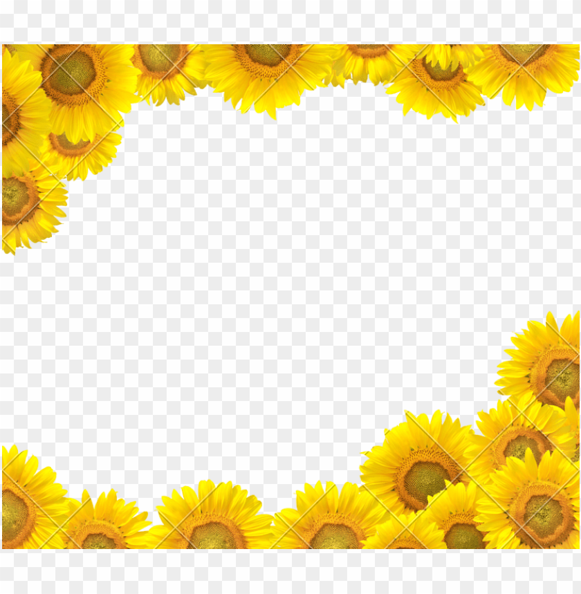 sunflowers, yellow flowers, floral frame, nature decoration, garden blooms, bright petals, summer flowers