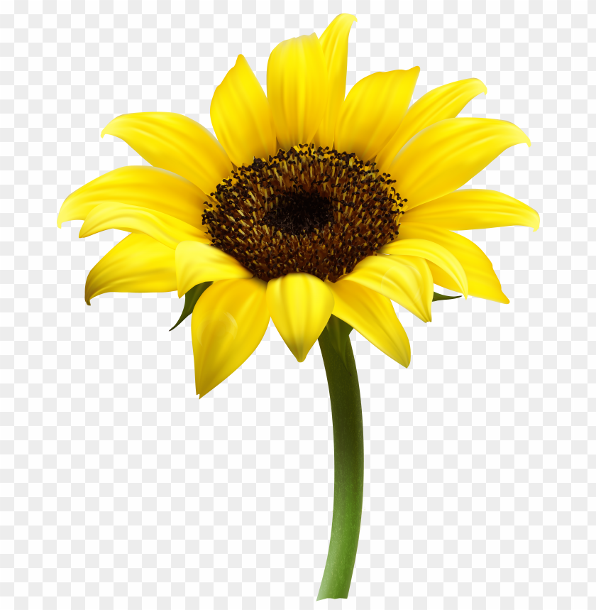 sunflower frame png, sunflower,frame,png