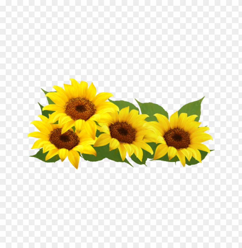 sunflower frame png, sunflower,frame,png