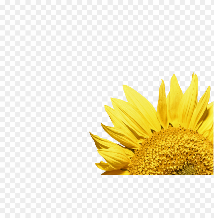 sunflower frame png, sunflower,frame,png