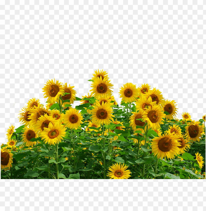 sunflower, yellow flowers, bright blooms, nature photography, garden plants, flowering plants, natural beauty