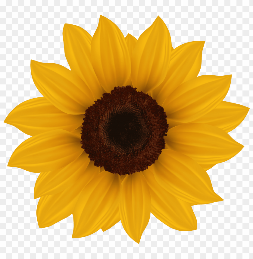 sunflower, yellow flower, nature, floral decor, garden plant, summer bloom, bright petals