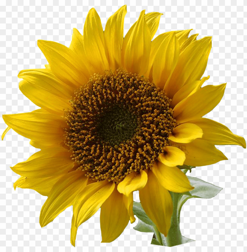 sunflower png, png,sunflower