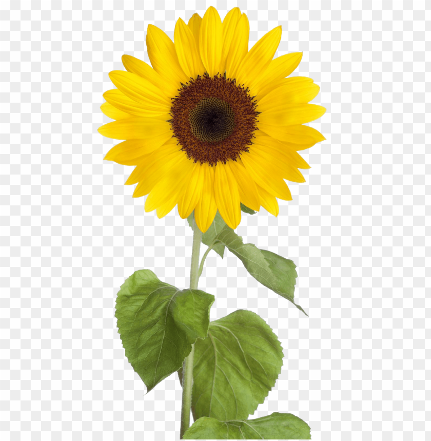 sunflower, yellow flower, nature beauty, garden plant, floral decor, bright petals, green leaves