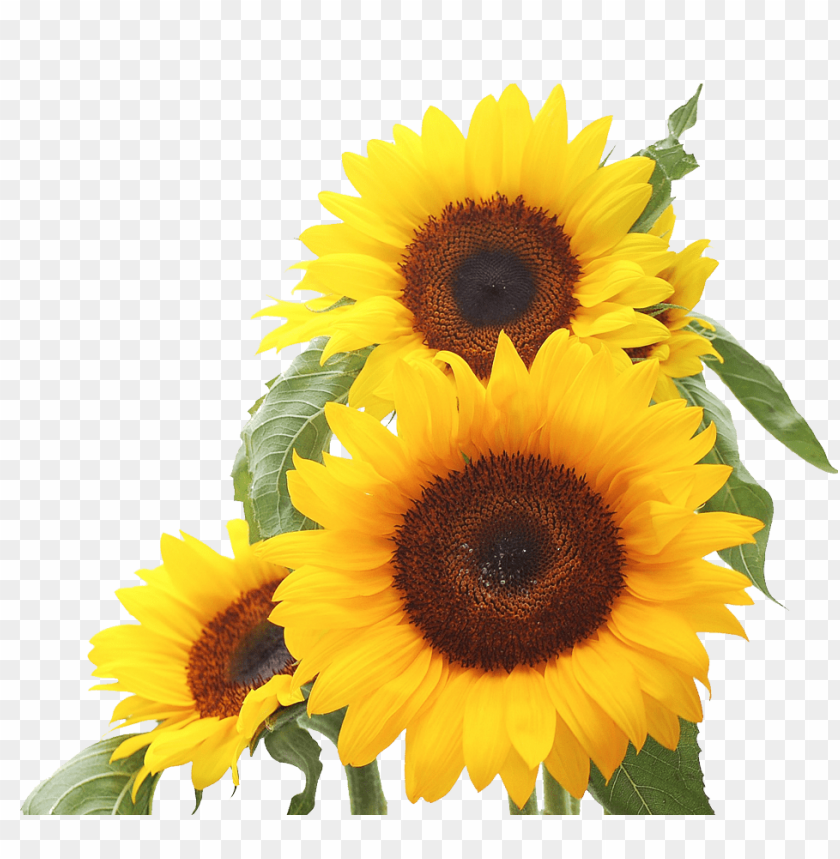 sunflower png, png,sunflower