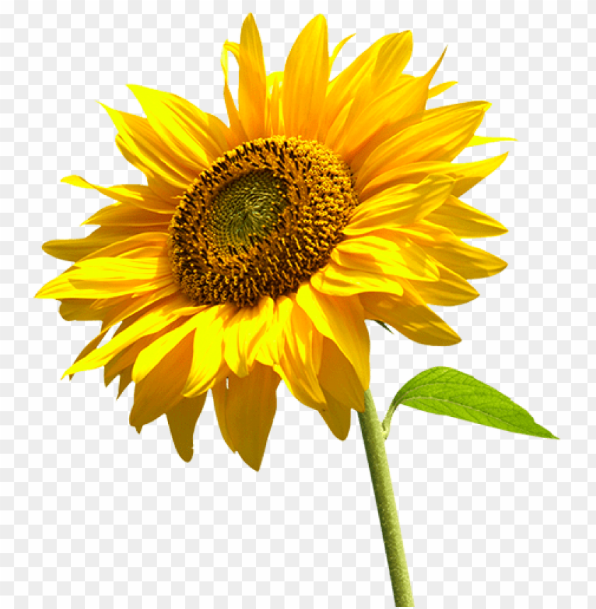 sunflower, yellow flower, nature, botanical, garden plant, floral, summer bloom