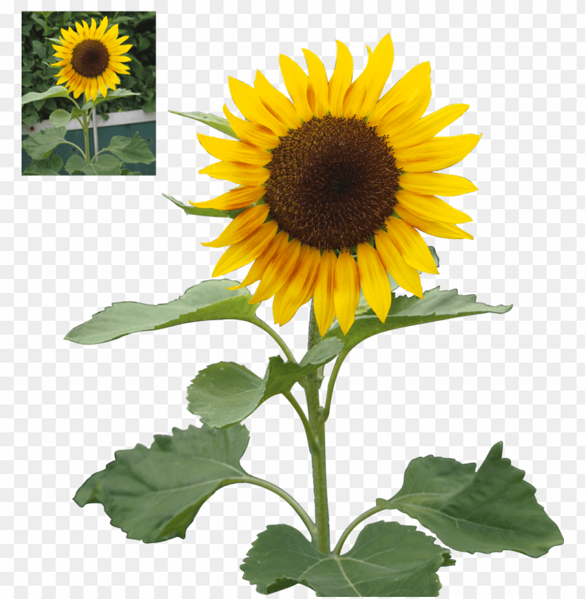 sunflower, yellow flower, green leaves, plant, nature, garden, flowering plant