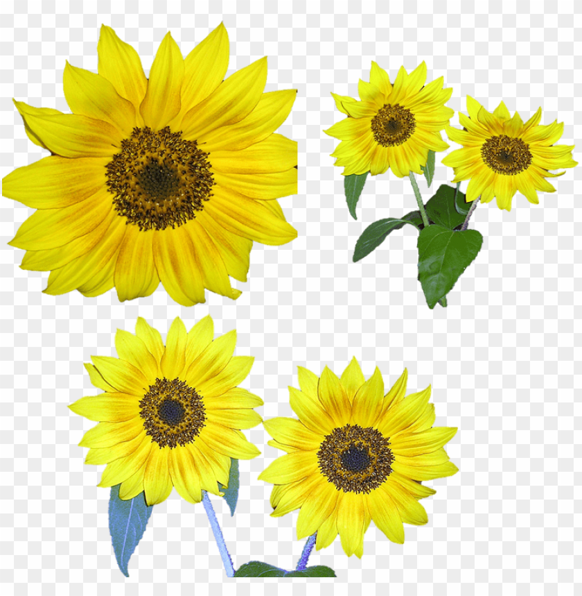 sunflower, yellow flowers, plants, garden blooms, nature photography, flower arrangements, bright flora