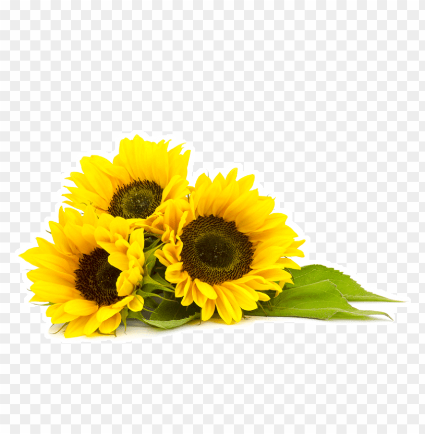 sunflower png, png,sunflower