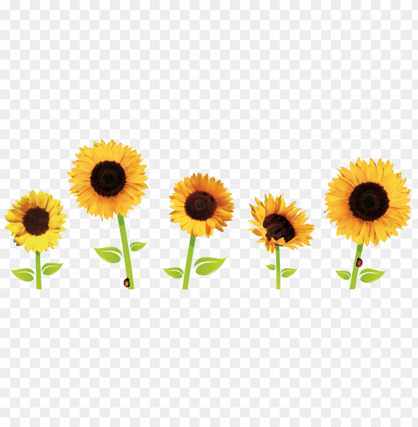 sunflower png, png,sunflower