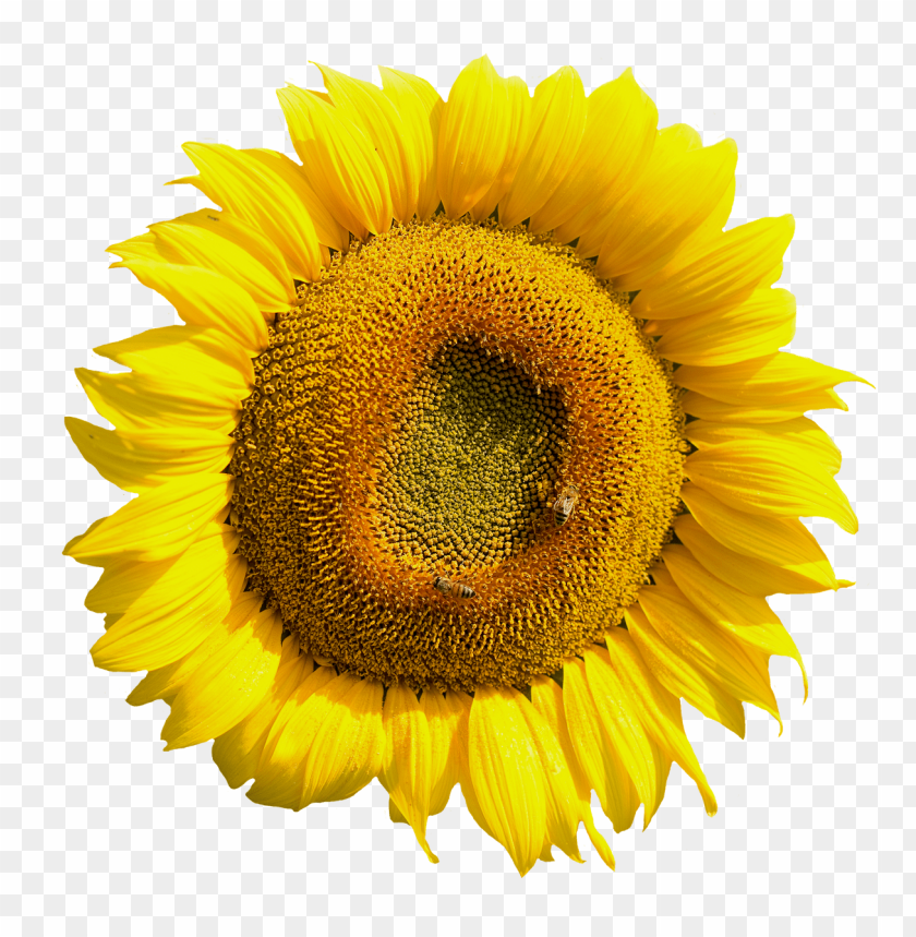 sunflower png, png,sunflower