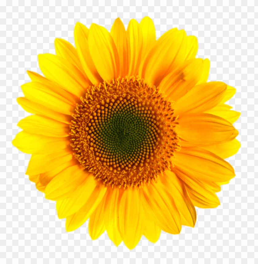 sunflower png, png,sunflower