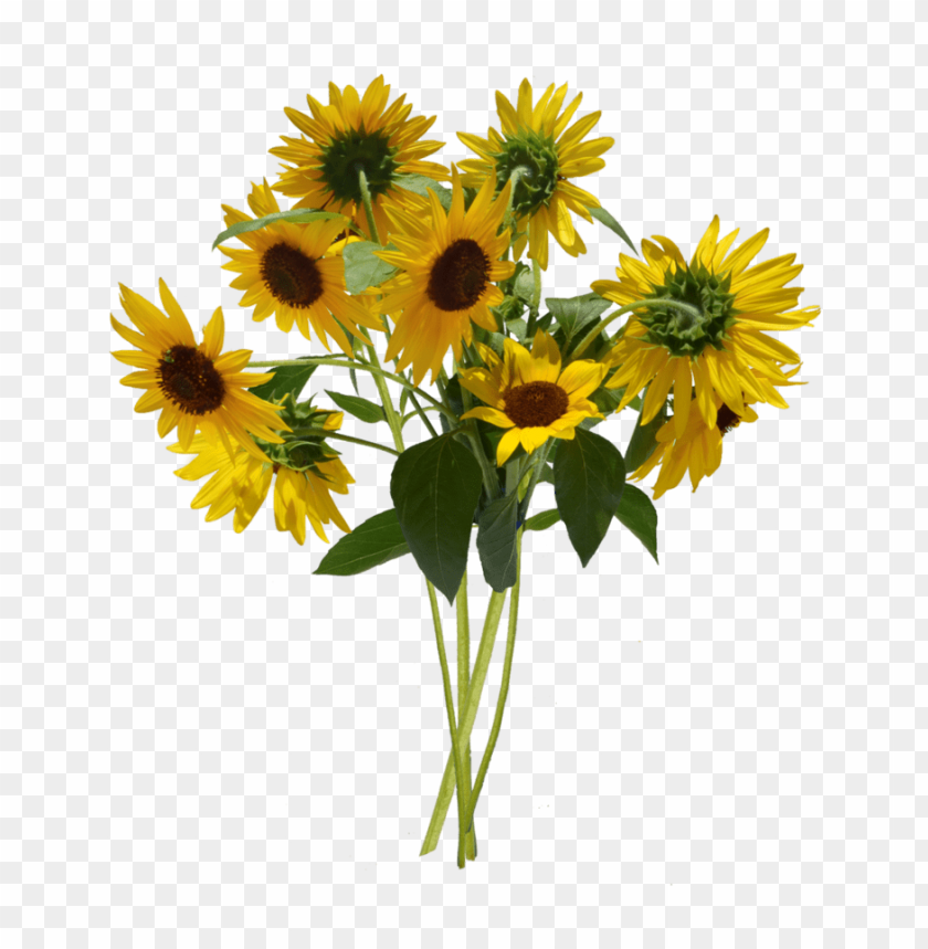 sunflower png, png,sunflower