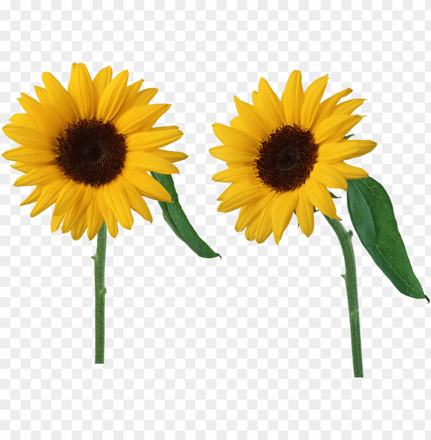 sunflower png, png,sunflower